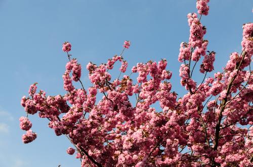 Fotonummer: 4299