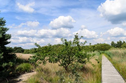 Fotonummer: 4554