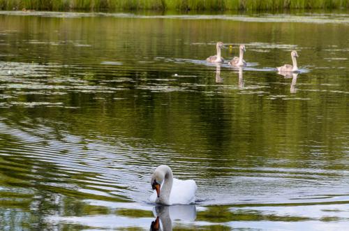 Fotonummer: 4640